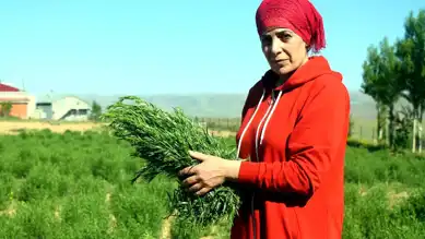 Bayburt Tarhunu'na Coğrafi İşaret ve İhracat Yolunda İlerleme