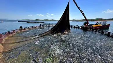 Doğu Karadeniz'in Su Ürünleri İhracatı 200 Milyon Doları Geçti