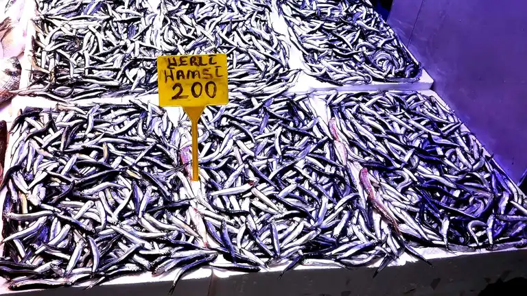 Trabzon'da Balık Fiyatları ve Sezon Değerlendirmesi