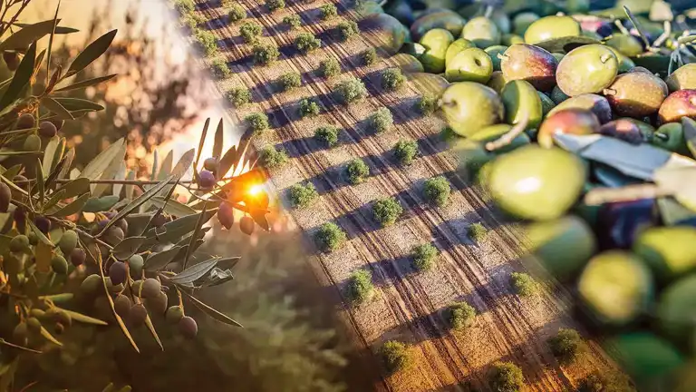 Türkiye'nin Zeytin Hazinesi Bilimle Korunuyor